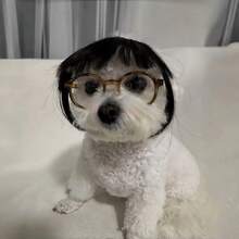 Adjustable Pet Cosplay Wig - Bangs, Heat Resistant Straight Hair, Suitable For Halloween, Parties, And Photography Props, Black And White Design, Pet Costume | Cute Pet Wig | Heat Resistant Wig, Wig Accessories - Multicolor - View 10