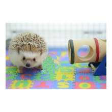 Small EVA Foam Puzzle Floor Pets Feeding Box Hamster African Pygmy Hedgehog Exercise Playmat Gym Crawling MatsRandom Color - 最初的 - 查看 5