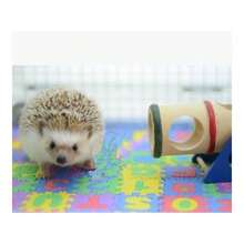 Small EVA Foam Puzzle Floor Pets Feeding Box Hamster African Pygmy Hedgehog Exercise Playmat Gym Crawling MatsRandom Color - 最初的 - 查看 4