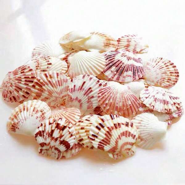 50Pcs Natural Pink White Scallop Shells - DIY Jewelry Making Crafts, Vase Filler Home Decor, Beach Wedding Party Favors, Resin Art Supplies Gift Ideas