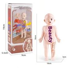 1pc 2025 New Children's Early Education Human Organ Model Toy, DIY Assembly Decor, Medical Education Cognitive Human Body Model (Organ Color Random), Birthday Gift, Christmas Gift, Perfect Gift, Collection - Multicolor - View 9