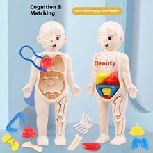 1pc 2025 New Children's Early Education Human Organ Model Toy, DIY Assembly Decor, Medical Education Cognitive Human Body Model (Organ Color Random), Birthday Gift, Christmas Gift, Perfect Gift, Collection - Multicolor - View 2