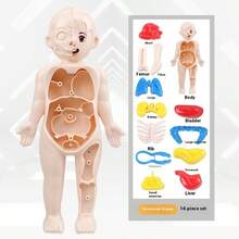 1pc 2025 New Children's Early Education Human Organ Model Toy, DIY Assembly Decor, Medical Education Cognitive Human Body Model (Organ Color Random), Birthday Gift, Christmas Gift, Perfect Gift, Collection - Multicolor - View 6