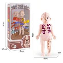 1pc 2025 New Children's Early Education Human Organ Model Toy, DIY Assembly Decor, Medical Education Cognitive Human Body Model (Organ Color Random), Birthday Gift, Christmas Gift, Perfect Gift, Collection - Multicolor - View 8
