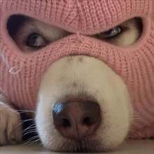 2-Color Funny Halloween Dog Bandit Mask, Suitable For Small To Medium Dogs, Creative Pet Costume, Breathable & Warm, Elastic Material, Adjustable Size, Easy To Clean, Makes Your Pet Cuter, Suitable For Pet Holidays And Daily Wear