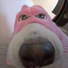 2-Color Funny Halloween Dog Bandit Mask, Suitable For Small To Medium Dogs, Creative Pet Costume, Breathable & Warm, Elastic Material, Adjustable Size, Easy To Clean, Makes Your Pet Cuter, Suitable For Pet Holidays And Daily Wear