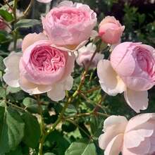 300Seeds Calming Plant Seeds, Large Flower Rose Season Rose Seeds, Suitable For Balcony And Garden Planting - 300種子 - 查看 1