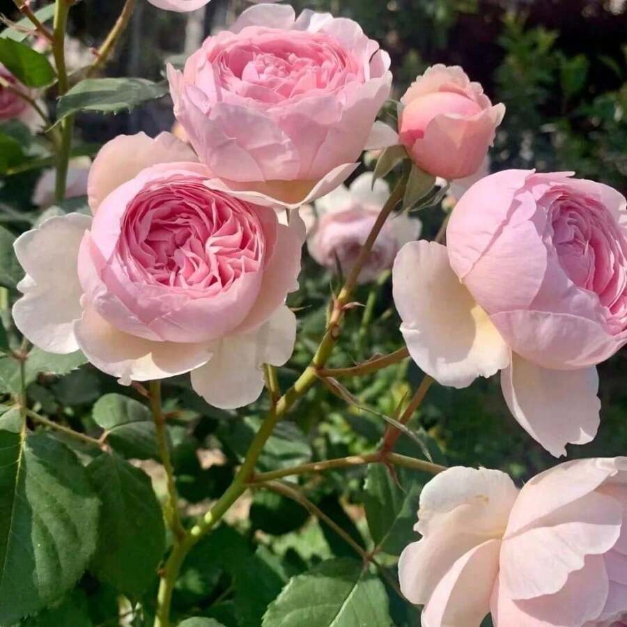 300Seeds Calming Plant Seeds, Large Flower Rose Season Rose Seeds, Suitable For Balcony And Garden Planting - 300種子 - 查看 1
