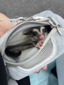 1个仓鼠户外斜挎包，便携式仓鼠携带包，保暖宠物包