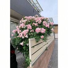 300Seeds Calming Plant Seeds, Large Flower Rose Season Rose Seeds, Suitable For Balcony And Garden Planting - 300種子 - 查看 10