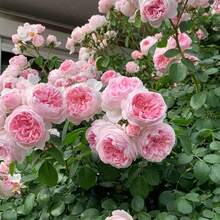 300Seeds Calming Plant Seeds, Large Flower Rose Season Rose Seeds, Suitable For Balcony And Garden Planting - 300種子 - 查看 3