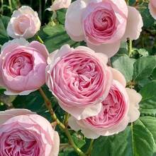 300Seeds Calming Plant Seeds, Large Flower Rose Season Rose Seeds, Suitable For Balcony And Garden Planting - 300種子 - 查看 5
