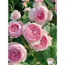 300Seeds Calming Plant Seeds, Large Flower Rose Season Rose Seeds, Suitable For Balcony And Garden Planting - 300種子 - 查看 8