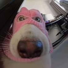 2-Color Funny Halloween Dog Bandit Mask, Suitable For Small To Medium Dogs, Creative Pet Costume, Breathable & Warm, Elastic Material, Adjustable Size, Easy To Clean, Makes Your Pet Cuter, Suitable For Pet Holidays And Daily Wear