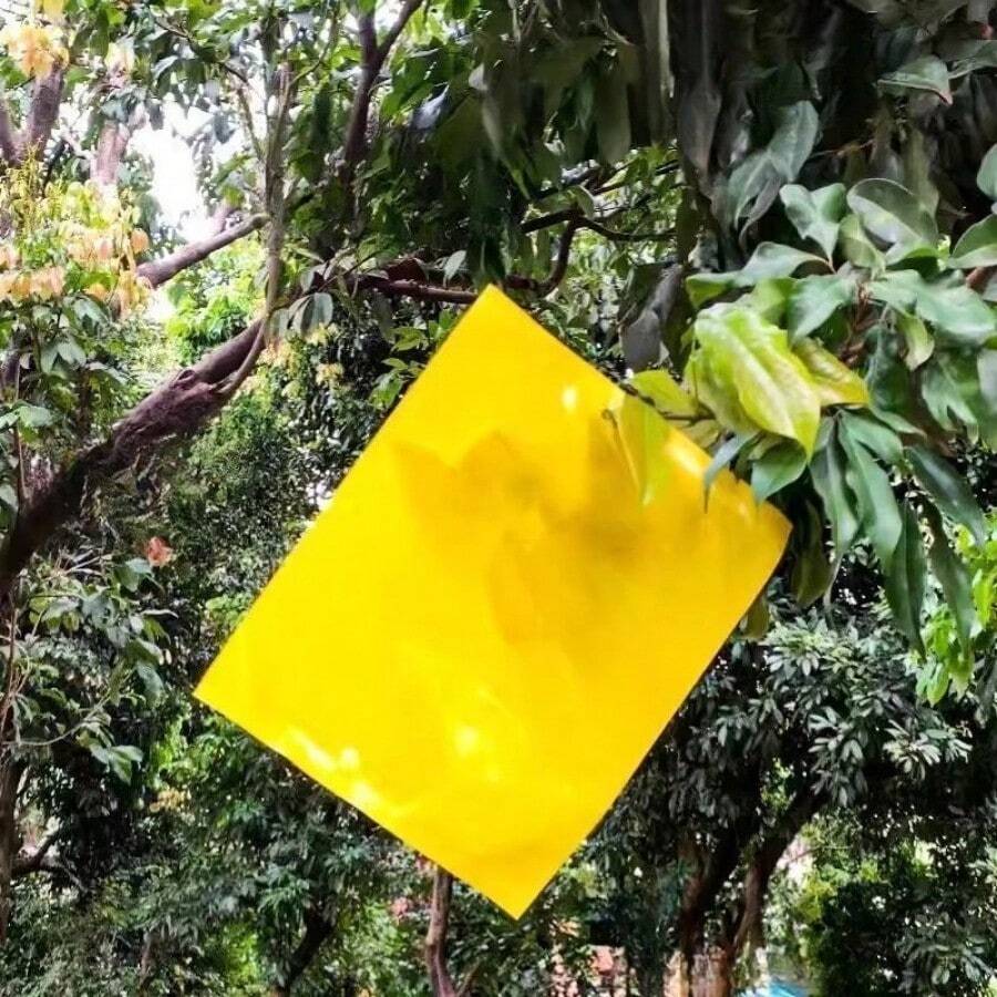 Double-Sided Sticky Insect Board Insect Trap Yellow Board Blue Board Greenhouse Tea Garden Orchard Greenhouse Gardening Sticky Insect Prevention - Yellow - View 1