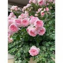 300Seeds Calming Plant Seeds, Large Flower Rose Season Rose Seeds, Suitable For Balcony And Garden Planting - 300種子 - 查看 9