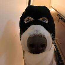 2-Color Funny Halloween Dog Bandit Mask, Suitable For Small To Medium Dogs, Creative Pet Costume, Breathable & Warm, Elastic Material, Adjustable Size, Easy To Clean, Makes Your Pet Cuter, Suitable For Pet Holidays And Daily Wear