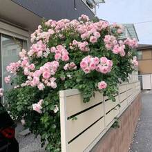 300Seeds Calming Plant Seeds, Large Flower Rose Season Rose Seeds, Suitable For Balcony And Garden Planting - 300種子 - 查看 6