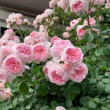 300Seeds Calming Plant Seeds, Large Flower Rose Season Rose Seeds, Suitable For Balcony And Garden Planting - 300種子 - 查看 4