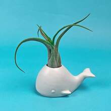 Soporte de cerámica elegante para mini plantas de aire/suculentas, ballena - Ballena - Ver 5