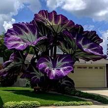 105pcs Hosta Seeds Perennial Drought Resistant Long Lived Plant Seeds For Indoor Outdoor Garden Flower Planting Home Bonsai Potted TreesHalloween - Christmas - Mother's Day - Valentine's Day - Jewelry Gifts - 105件 - 查看 1