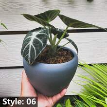 Alocasia Seedling Potted Plant Elephant Ear Bonsai Flower Seeds Outdoor Gardening Natural Flowers PlantsHalloween - Christmas - Mother's Day - Valentine's Day - Jewelry Gifts - 50粒種子/包 - 查看 2