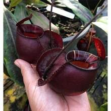 Dionaea Venus Flytrap Seeds 128pcs Carnivorous Plant Perennial Fast Growing Indoor Outdoor Bonsai Full Sun Acidic Soil Garden Heirloom Ornamental Attracts Pollinators UniqueHalloween - Christmas - Mother's Day - Valentine's Day - Jewelry Gifts - 128 chiếc - Xem 1