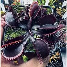 Dionaea Venus Flytrap Seeds 128pcs Carnivorous Plant Perennial Fast Growing Indoor Outdoor Bonsai Full Sun Acidic Soil Garden Heirloom Ornamental Attracts Pollinators UniqueHalloween - Christmas - Mother's Day - Valentine's Day - Jewelry Gifts - 128 chiếc - Xem 4