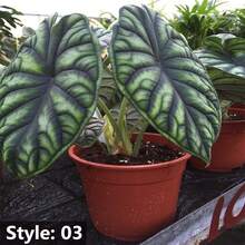 Alocasia Seedling Potted Plant Elephant Ear Bonsai Flower Seeds Outdoor Gardening Natural Flowers PlantsHalloween - Christmas - Mother's Day - Valentine's Day - Jewelry Gifts - 50粒種子/包 - 查看 1