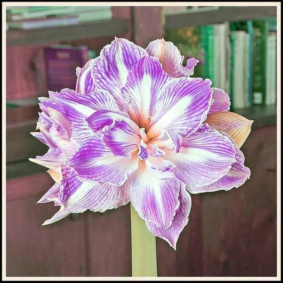 Plant 1 Flower Bud Of Amaryllis Flowers For Indoor And Outdoor Gardens.Halloween - Christmas - Mother's Day - Valentine's Day - Jewelry Gifts - 100件 - 查看 1