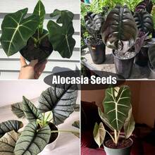 Alocasia Seedling Potted Plant Elephant Ear Bonsai Flower Seeds Outdoor Gardening Natural Flowers PlantsHalloween - Christmas - Mother's Day - Valentine's Day - Jewelry Gifts - 50粒種子/包 - 查看 5