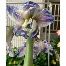 Plant 1 Flower Bud Of Amaryllis Flowers For Indoor And Outdoor Gardens.Halloween - Christmas - Mother's Day - Valentine's Day - Jewelry Gifts - 100件 - 查看 3