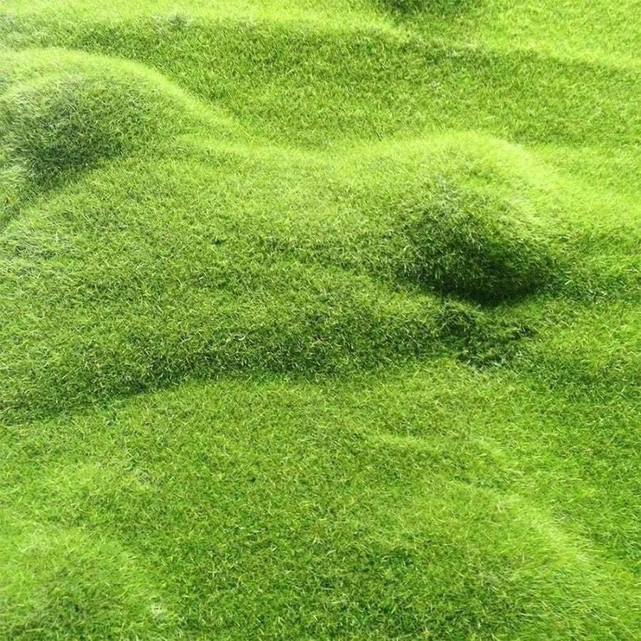Our Garden 3500 Seeds Scottish Irish Moss Pearl Lotus Root Rhombus Quinoa Very Hard, Evergreen Perennial Ground Cover/Lawn Cover Low MaintenanceHalloween - Christmas - Mother's Day - Valentine's Day - Jewelry Gifts - 買 2 件送 10,000 件 - 查看 1