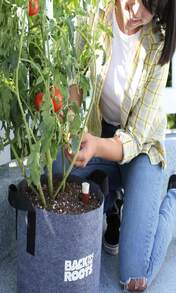 Back To The Roots Self-Watering Terracotta Olla Pot (Pack Of 3), 700mL Provides 1 Week Of Precision Watering - Đỏ và trắng - Xem 7