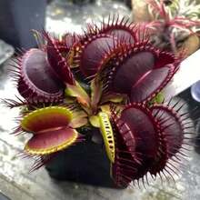 Dionaea Venus Flytrap Seeds 128pcs Carnivorous Plant Perennial Fast Growing Indoor Outdoor Bonsai Full Sun Acidic Soil Garden Heirloom Ornamental Attracts Pollinators UniqueHalloween - Christmas - Mother's Day - Valentine's Day - Jewelry Gifts - 128 chiếc - Xem 5