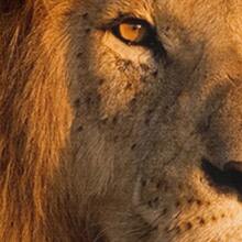 Conjunto de capa de edredom com retrato de leão fotorrealista impresso em 3D, 2/3 peças, com tema de arte da vida selvagem, conjunto de capa de edredom de microfibra, conjunto de cama com textura detalhada para decoração e eventos inspirados na natureza (tamanho 135 x 200, apenas 1 fronha)