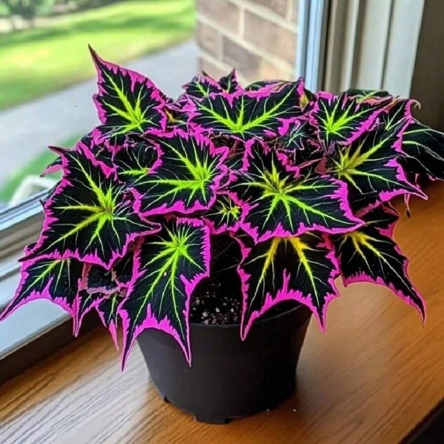 200 Giant Exhibition Complete Coleus Seeds, Popular Colorful Houseplants For Home Garden PlantingHalloween - Christmas - Mother's Day - Valentine's Day - Jewelry Gifts - 200件 - 查看 1