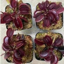 Dionaea Venus Flytrap Seeds 128pcs Carnivorous Plant Perennial Fast Growing Indoor Outdoor Bonsai Full Sun Acidic Soil Garden Heirloom Ornamental Attracts Pollinators UniqueHalloween - Christmas - Mother's Day - Valentine's Day - Jewelry Gifts - 128 chiếc - Xem 3