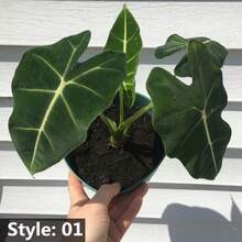Alocasia Seedling Potted Plant Elephant Ear Bonsai Flower Seeds Outdoor Gardening Natural Flowers PlantsHalloween - Christmas - Mother's Day - Valentine's Day - Jewelry Gifts - 50粒種子/包 - 查看 4