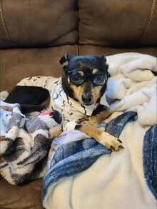 Gentleman Casual Bow Tie Shirt Pet Dog Clothes, Suitable For Small Dogs, All Season Wear, Anti-Shedding, For Cats, Chihuahua, Poodle, Holiday Party Supplies