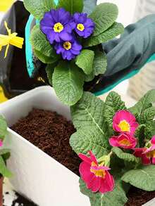 1/2/4/6/10 块压缩椰子纤维砖 - 高营养椰子纤维壳基质，泥炭藓土壤混合物，用于园艺、种子发芽和植物生长，适合室内和室外使用，室内种植介质 | 自然外观 | 高营养土壤，椰子纤维砖