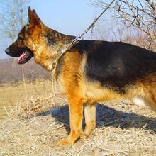 重型不锈钢链式狗训练项圈 - 户外探险使用，保护性狗行为矫正牵引绳（中型/大型和攻击性犬种） - 不銹鋼 - 查看 4