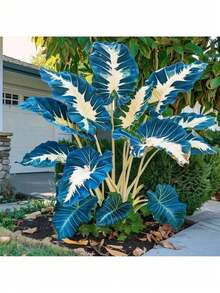 100 Perennial Flower Seed Plants C. Al. AD. . M H. O. St. A Seed Bonsai Seeds Indoor Planting Plants Garden Flowers Home Trees Are Cold-Resistant And Suitable For All Seasons, Suitable For DIY Gardens, Home Gardens, Flowerpots And Courtyards-Ideal Gardening Gifts - 100 片 (Y005#2) - 查看 3