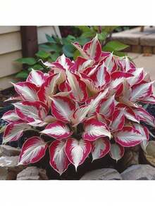 100 Capsules Of Rare Calcium H.O.Sta Flower Seeds Plant Flower Seeds Indoor Planting Bonsai Perennial Plant Gardening Seeds - 100 片 (Y005#2) - 查看 1