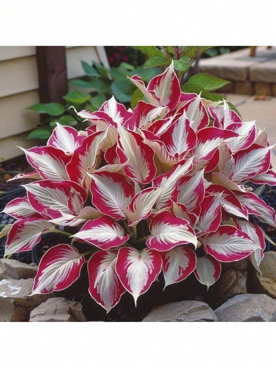 100 Capsules Of Rare Calcium H.O.Sta Flower Seeds Plant Flower Seeds Indoor Planting Bonsai Perennial Plant Gardening Seeds - 100 片 (Y005#2) - 查看 1