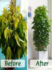 1/2/4/6/10 块压缩椰子纤维砖 - 高营养椰子纤维壳基质，泥炭藓土壤混合物，用于园艺、种子发芽和植物生长，适合室内和室外使用，室内种植介质 | 自然外观 | 高营养土壤，椰子纤维砖