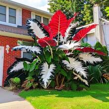 200 Brilliant Elephant Ear Seeds: Grow Amazing Perennial Gardens Like A Pro - 200粒種子 - 查看 3