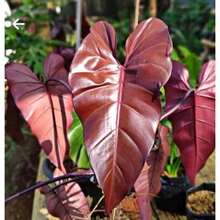 300 Philodendron Imperial Red Houseplant Seeds - 300種子 - 查看 5