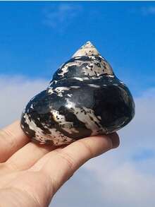 Muschel-Diamant-Schnecken-Einsiedlerkrebs-Rollenschale, Fischersatz-Schale, Aquarium-Landschaftsdekoration, Heimdekoration, Heimausstattung