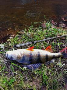 GOTURE 1.8米-3.6米伸缩式钓竿，碳纤维超轻钓竿，银色手竿，流水竿，迷你便携钓竿，适用于溪流鲤鱼垂钓 - 銀色 - 查看 6